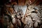 carousel chooser